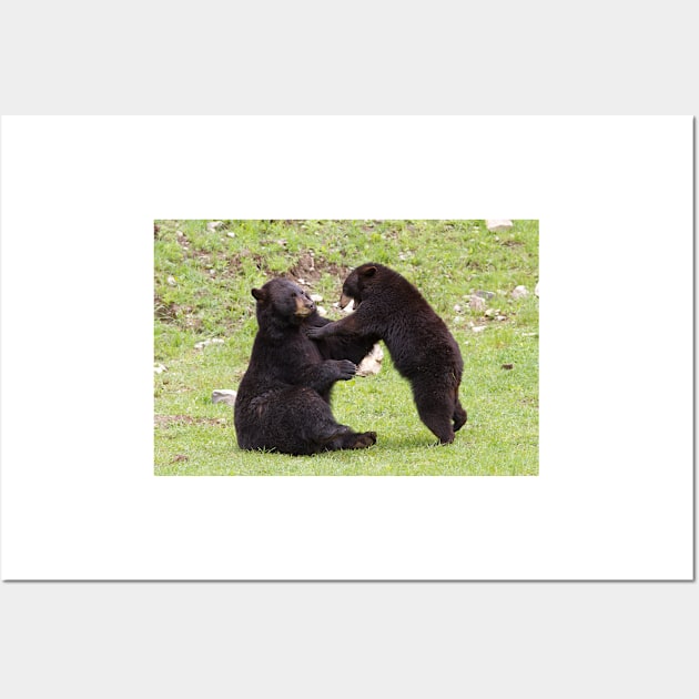 Tag...you're it! - Black Bears Wall Art by Jim Cumming